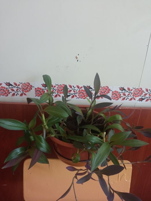 ХОСТА, семена петрушки ,чорнобривців.