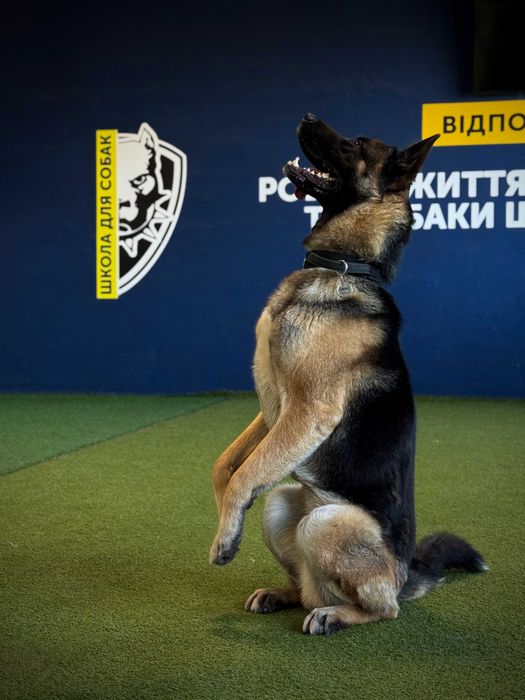 Школа Дресирування навчання Собак Тернопіль з проживанням Кінолог
