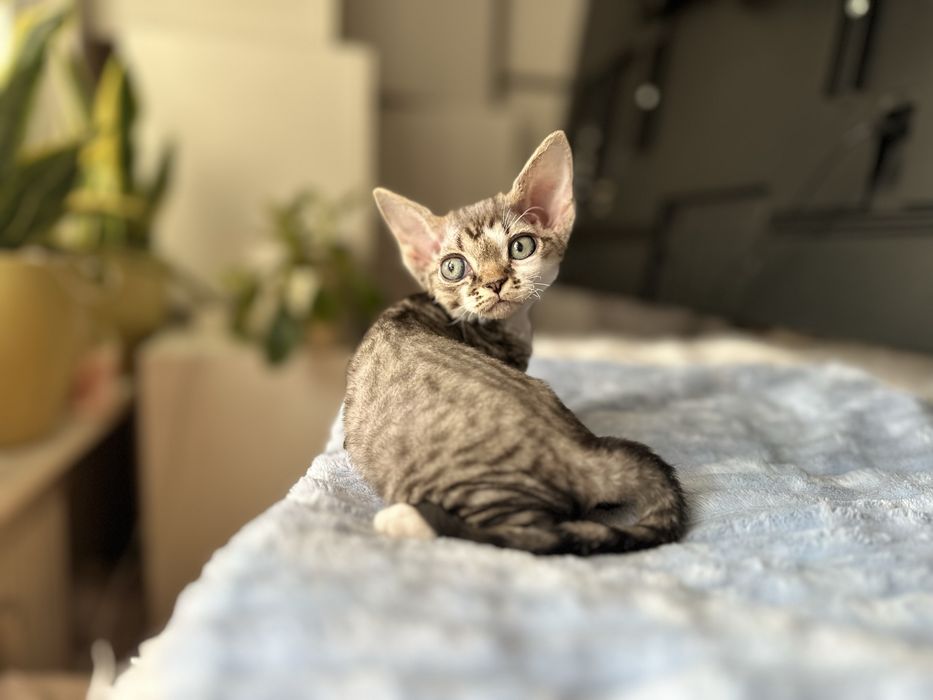 Kotka devon rex Gretta