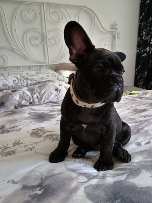 Buldog Francuski Marengo piesek Carlos