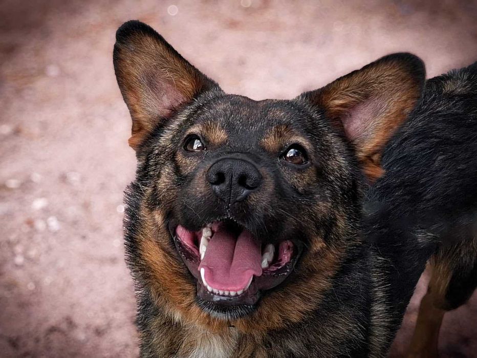 BAMSI - młodziutki, wesolutki, przytulaśny skrzat