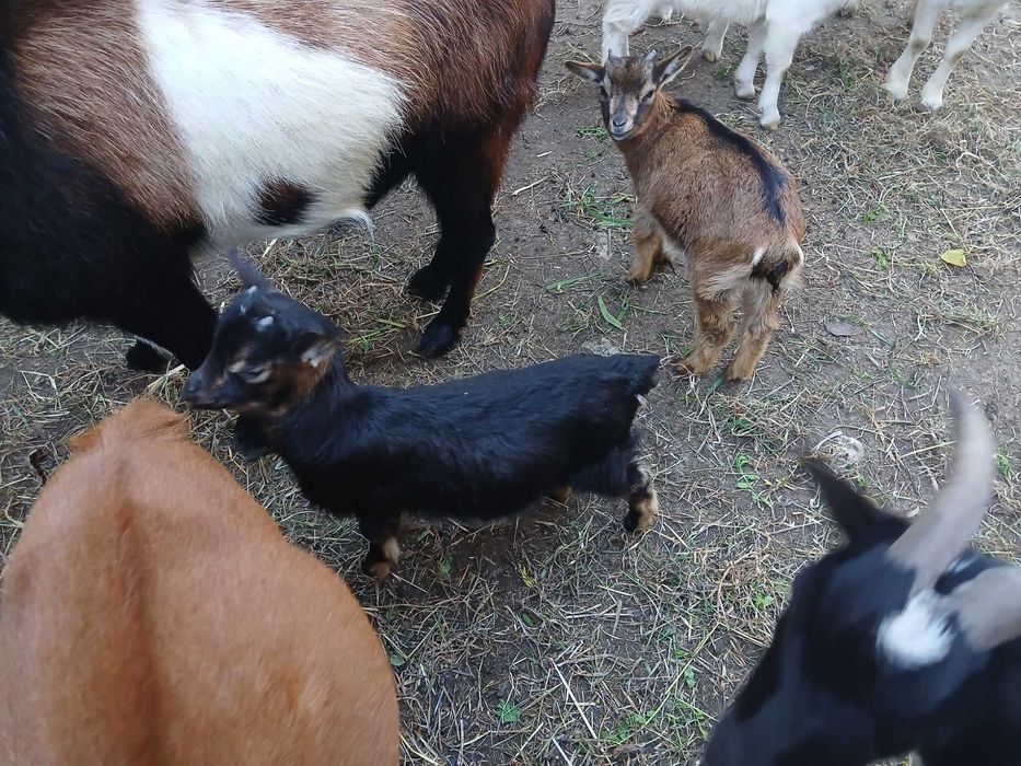 Cabras bonitas e desparasitadas
