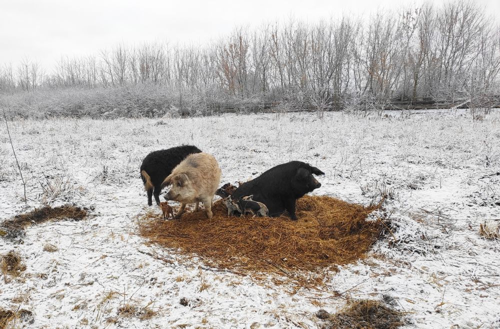 УГОРСЬКА ПУХОВА МАНГАЛИЦЯ 100% поросята, кнурі, свиноматки.