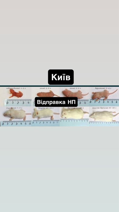 мыши кормовые. Голиши