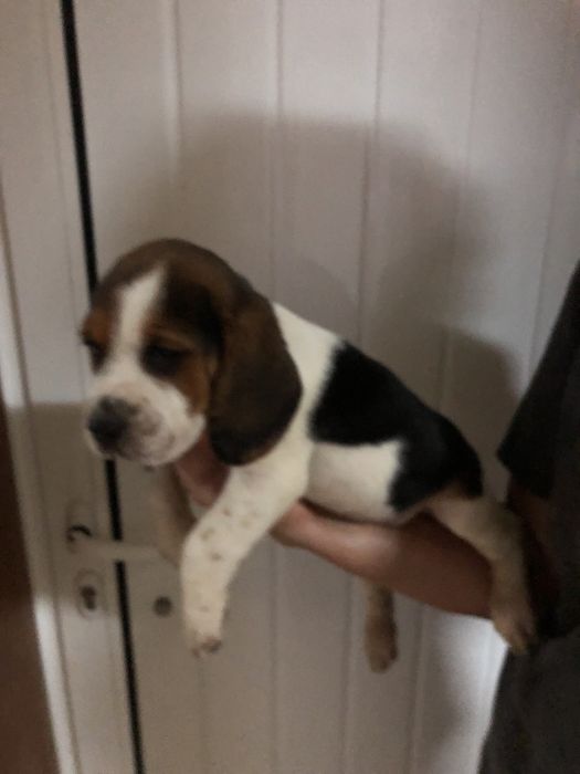 Beagle macho. pronto para entrega. Vacinado e desparasitado.