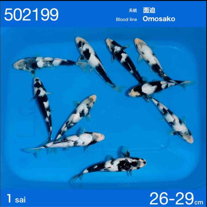 Продам карпов кои импорт с Японии