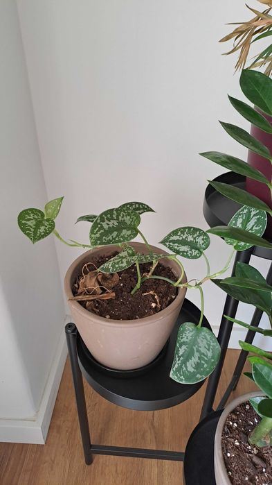 Plantas Naturais de Interior com Vaso