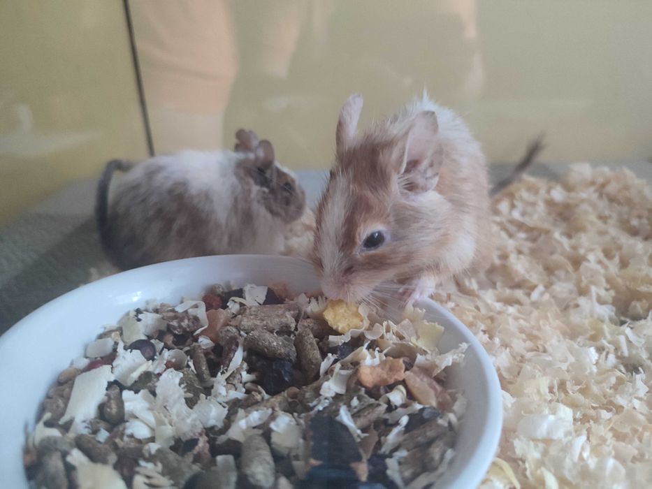 Koszatniczki do adopcji