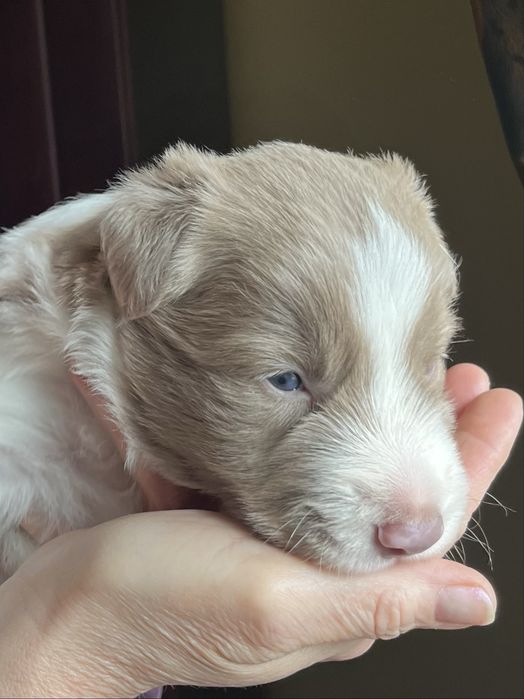 Border Collie piesek lilak