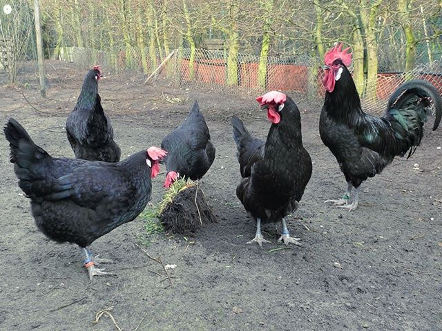 Інкубаційне яйце. Курчата, Барбезье.