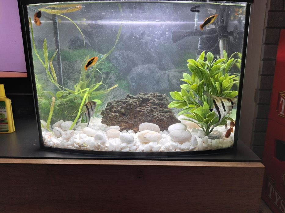 Akwarium z wyposażeniem