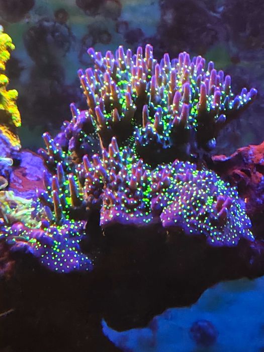 Lampa do akwarium morskiego