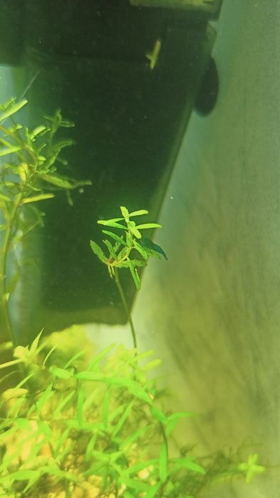 Camarões azuis Neocaridinas Blue Dream