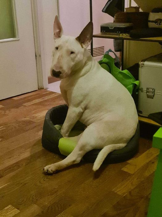 Oddam Bulteriera. Bulterier szuka domu. Adopcja bulteriera.