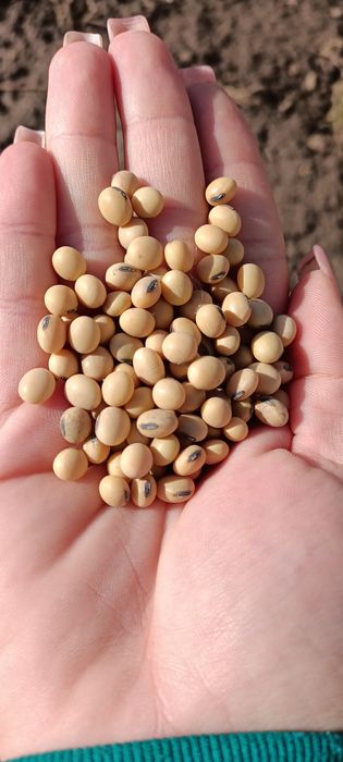 Насіння сої сорт "СОФІЯ"