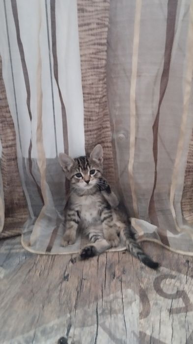 Маленькие котята тигрята