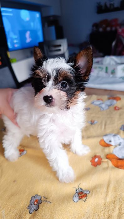 Biewer Yorkshire Terrier ZKwP/FCI