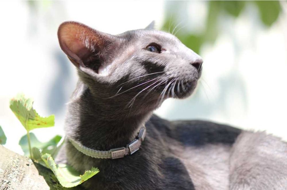 Орієнтальна кішка, блакитна пантера