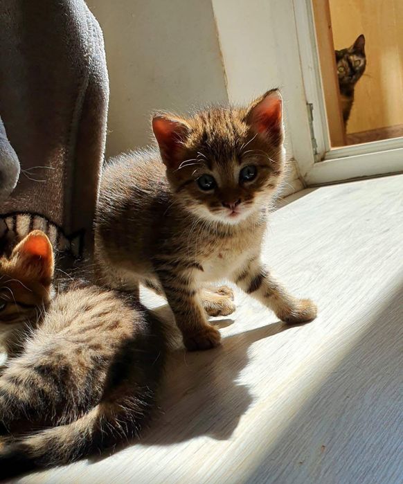 Очень много котят бесплатно котята котенок