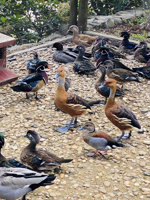 Patos dendrocisne / mandarim /carolino,