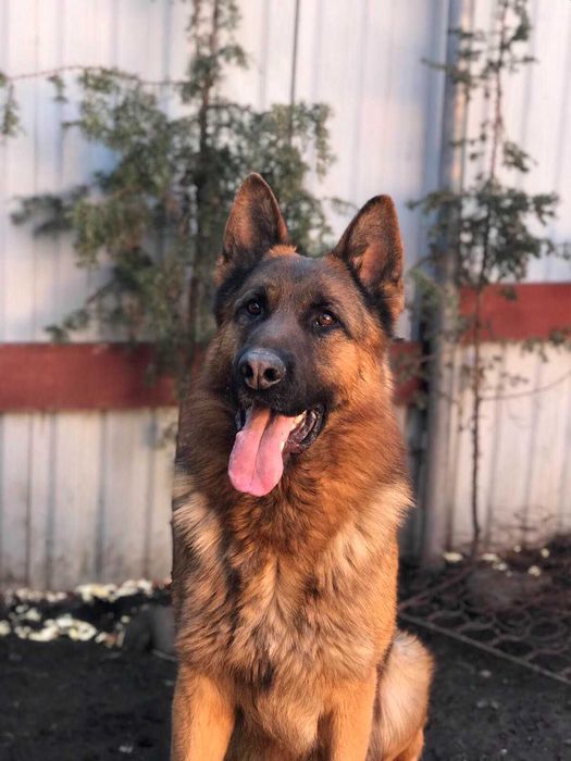 Кобель, німецької вівчарки док. КСУ для вязки.