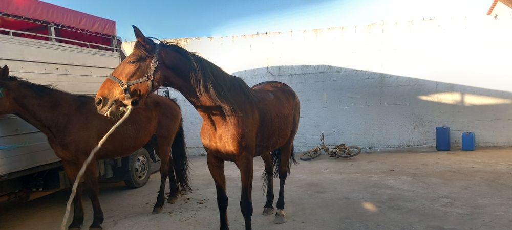 Egua grande muito mansinha e calma  ideal para  qualquer pessoa