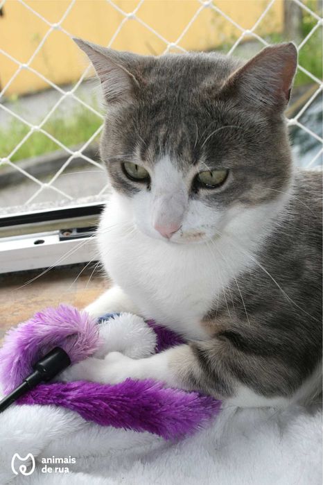 Baloo | Para Adoção