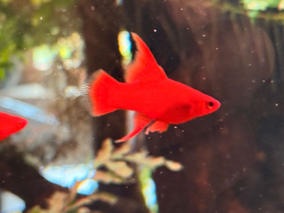 Mieczyki RED RUBY -hodowla hobbystyczna