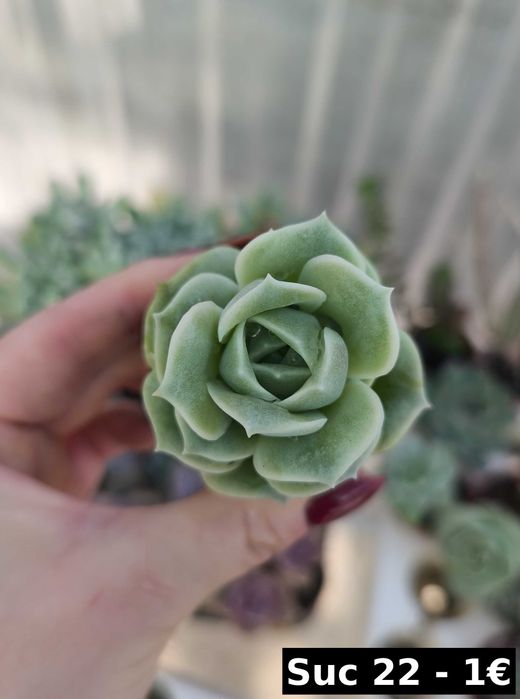 Suculentas lindas: echeverias, aeonium, variegata etc