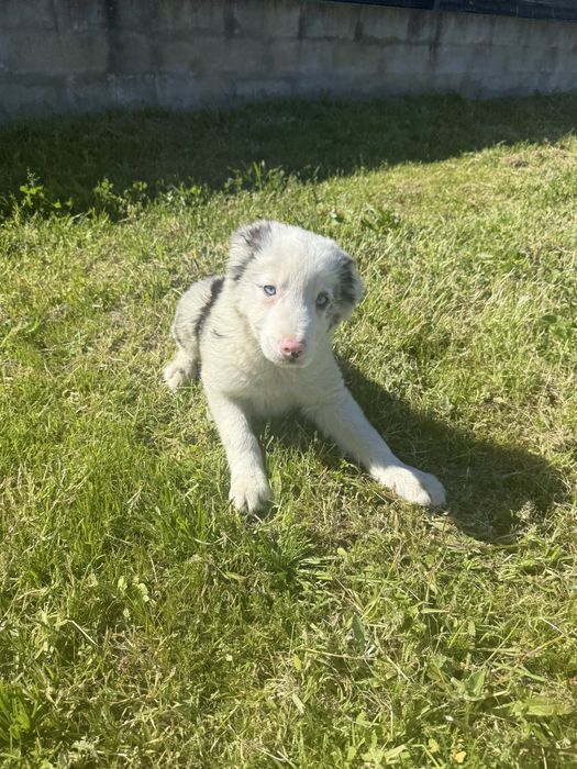 Border Collie Macho Merle super meigo de olhos azuis