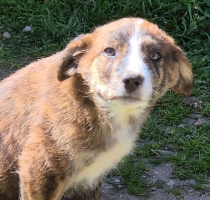 Cachorrinha porte médio