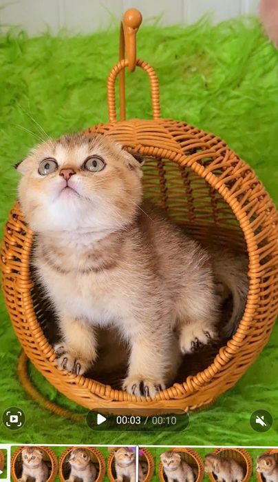 Класнючий мальчик Золотая шиншилла