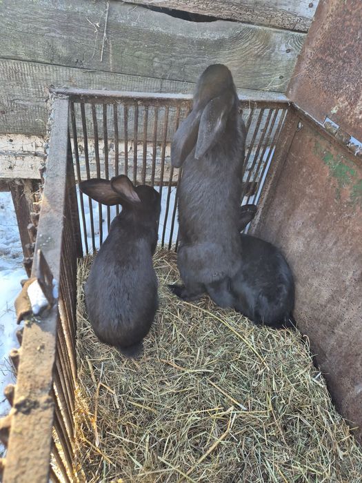 Продаж велик Чорних кроликів