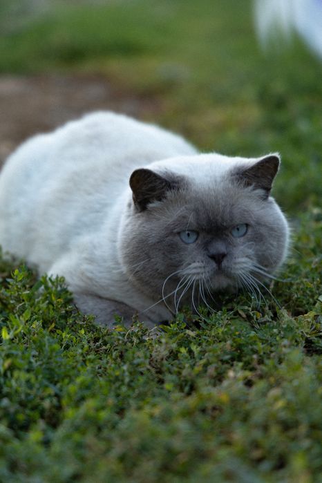 Шотландський котик запрошує на побачення