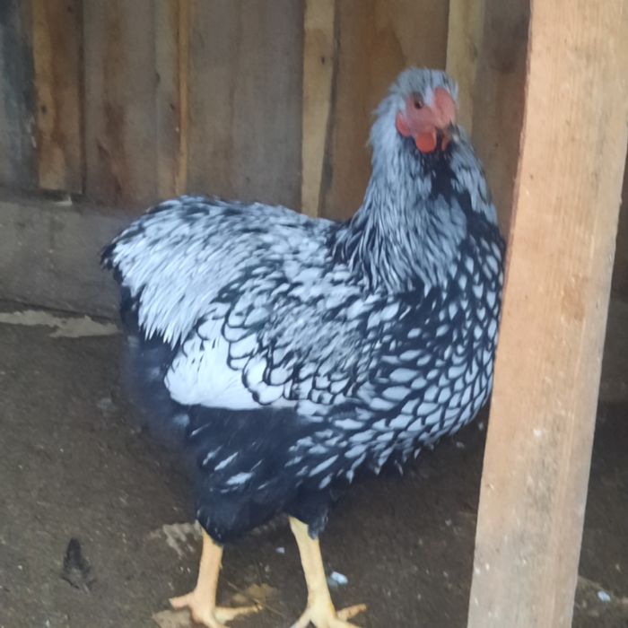 Молоденькі півники