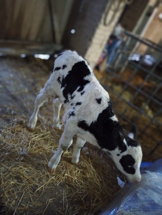 Sprzedam byczka mieszańca Ho/SM