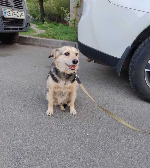 Очень симпатичная собачка Адель-добрая душа, возраст 3+