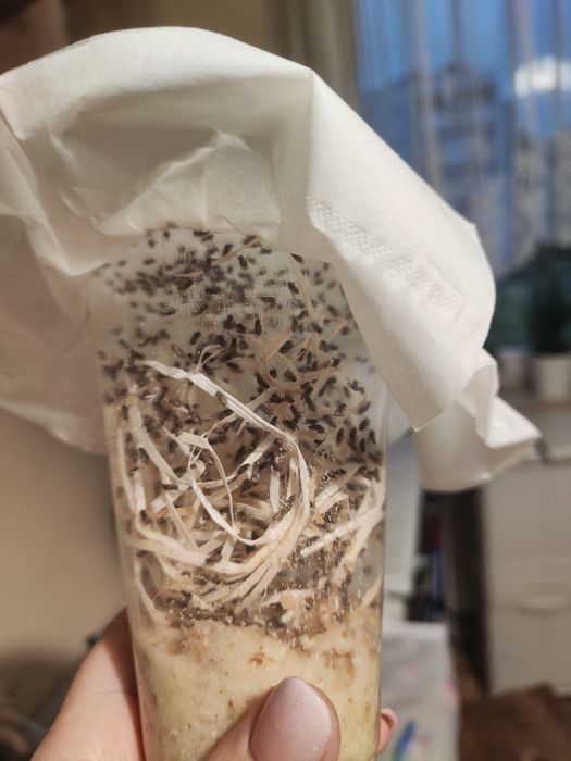 Muszki owocówki nieloty promocja - świeży wylęg odbiór osobisty