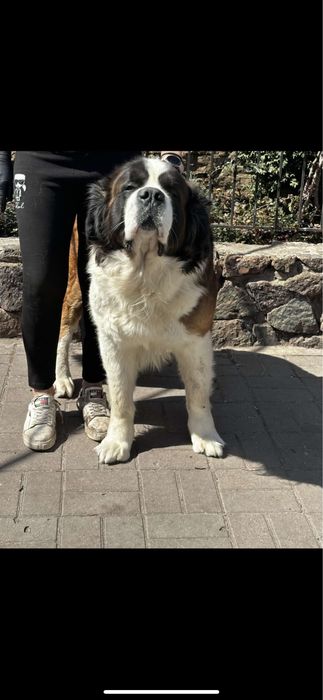 Цуценя сенбернар 8 цуциків