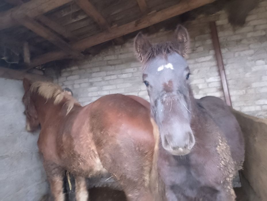 Klacz plus źrebak Sztum sztumska