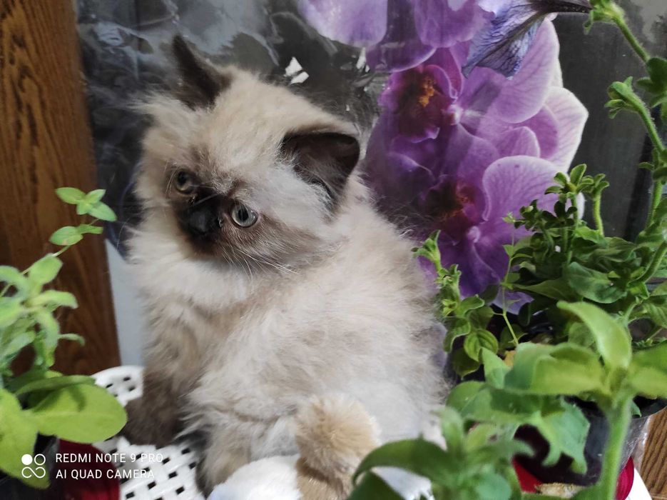 Котенок персидский гималайский