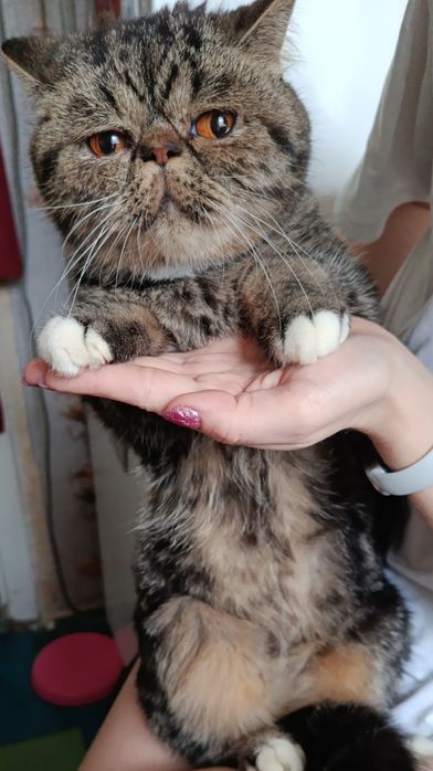 Віддам Екзотичну  Кішку Безкоштовно!!!