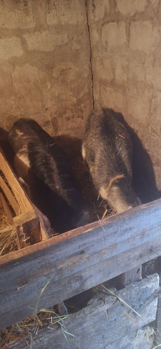 Продам кози и качки
