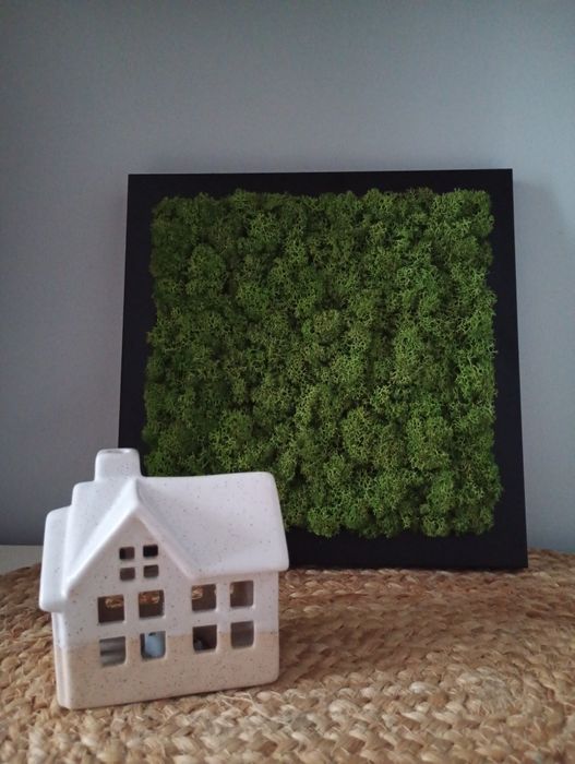 Obrazek z mchu chrobotka