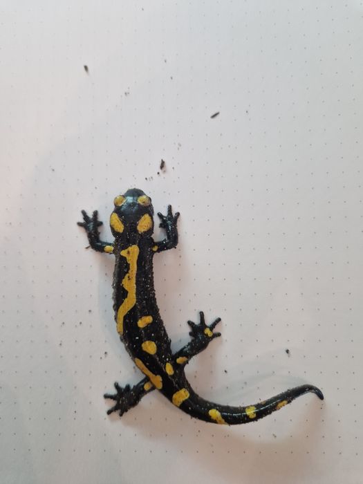 RARYTAS Salamandra algira tingitana CB25 5cm (Beni Arous, Maroko)