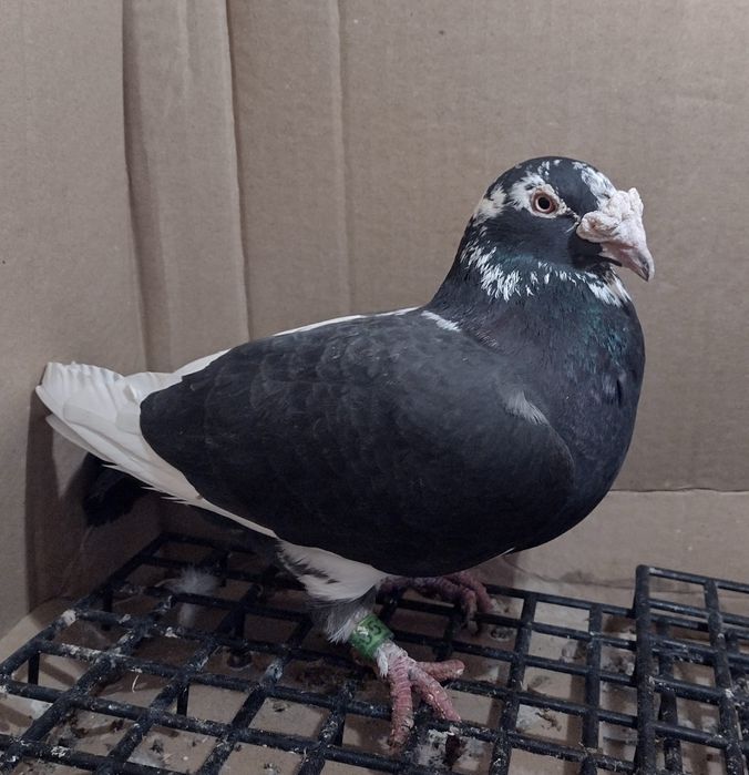 Gołębie staropolskie