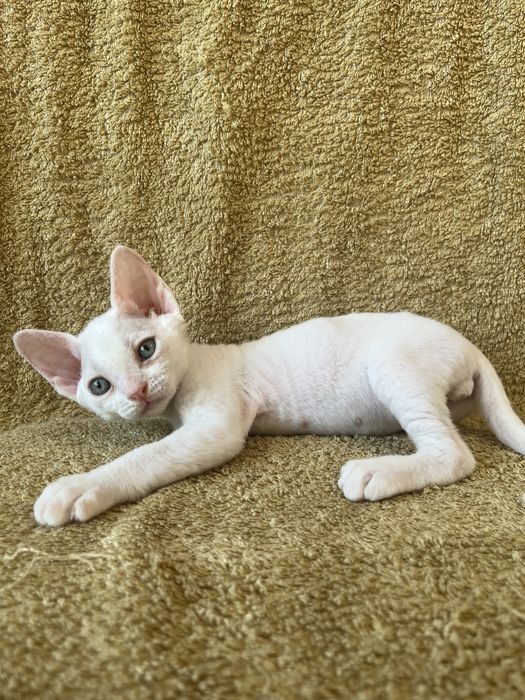 Котик Девон Рекс/Devon Rex