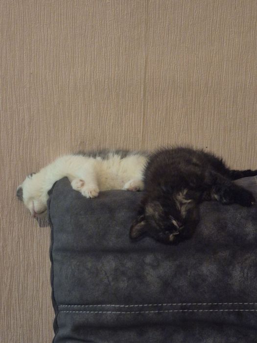 Віддамо в добрі руки.