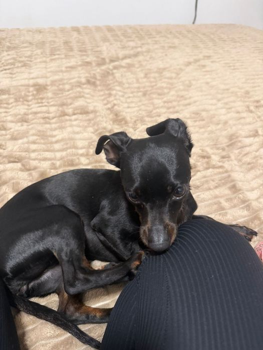 Pinscher cruzada