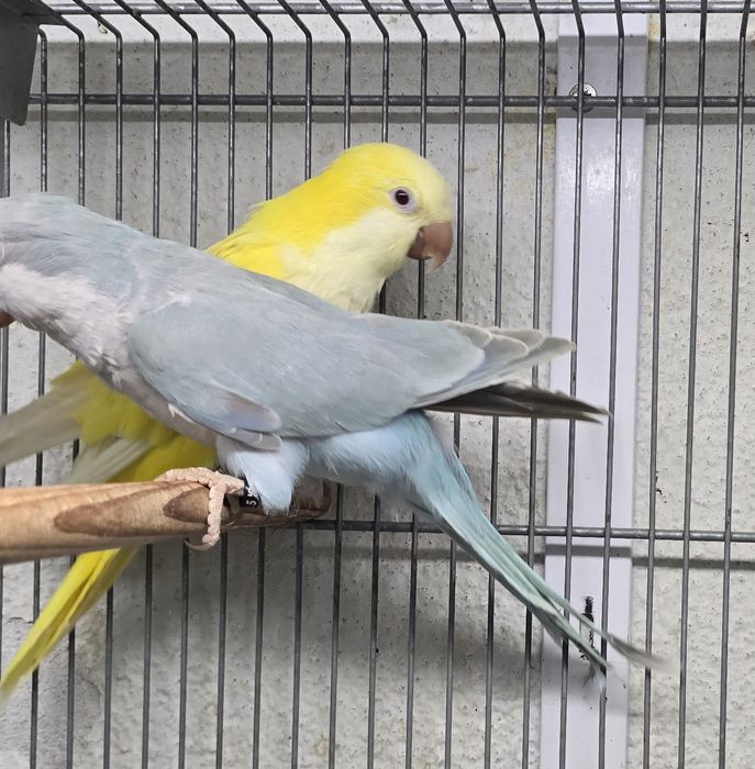 Conures amarelos e azuis